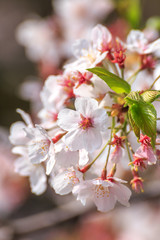 桜の花　春のイメージ