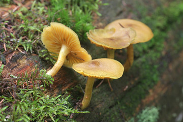 Tricholomopsis decora, known as Prunes and Custard, wild mushroom from Finland
