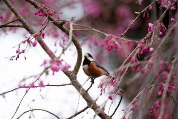 桜のつぼみとヤマガラ