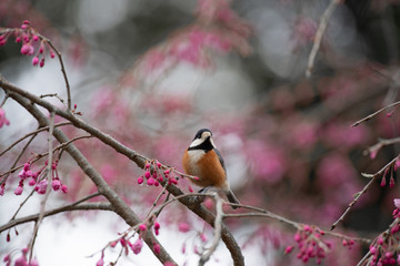 桜のつぼみとヤマガラ