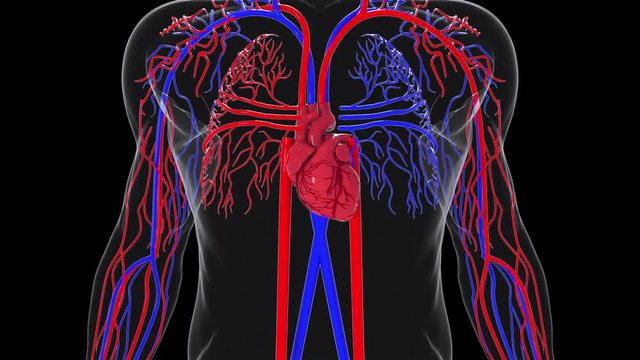 Rotating model of the human circulatory system from head to toe. 3d rendering blood vessels. The medical background, computer generated.