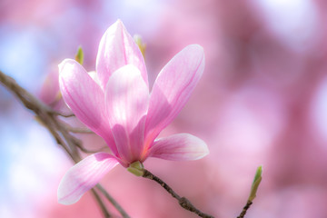 Fototapeta premium モクレンの花