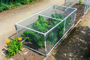 Vegetable garden pest control transparent netting