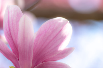 Fototapeta premium モクレンの花