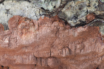 Phellinus ferrugineofuscus, a resupinate polypore fungus from Finland with no common english name