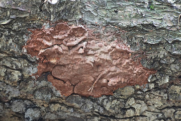 Phellinus ferrugineofuscus, a resupinate polypore fungus from Finland with no common english name