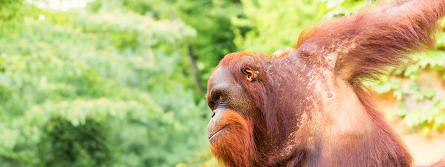 orangutan © Zairi