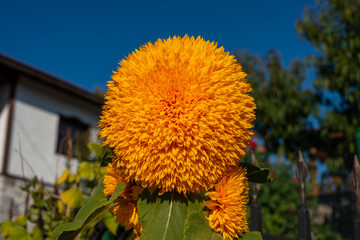 Young sunflower in bloom. Big yellow flower.