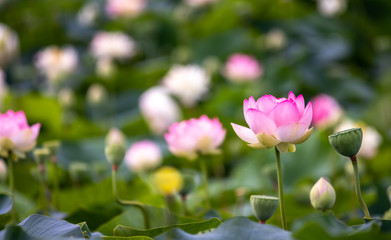 蓮の花　初夏イメージ
