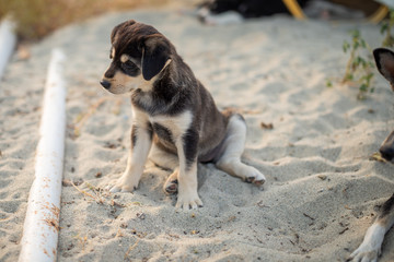 Cute homeless puppy standing on sand. Dog family living on the beach.