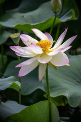 蓮の花　初夏イメージ