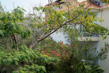 Treetops of a small patio garden within a vacation village.