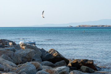 Seagull caught in flight. Ammoliani island at the horizon.