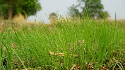 Green grass blur the background
