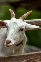 山羊のポートレート