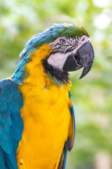 ルリコンゴウインコのポートレート
