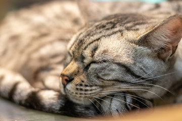 猫のポートレート