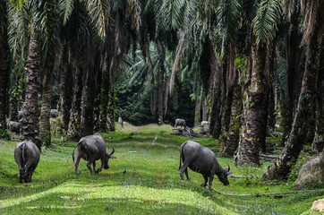Naklejka na ściany i meble Wild buffalo in palm plantation.