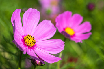 Fototapeta premium コスモス畑 秋のイメージ