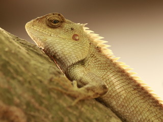 bearded dragon lizard