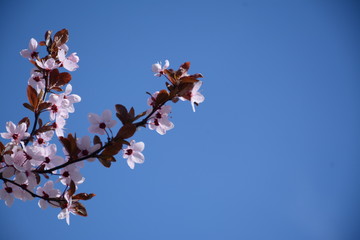 Branch with delicate pink sakura flowers against a blue sky