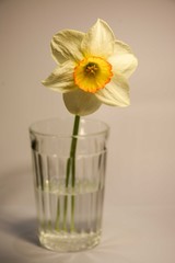 Beautiful white daffodil with a yellow center in the faceted glass with water on a light background