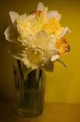 Assorted daffodils in a glass with water on a yellow background