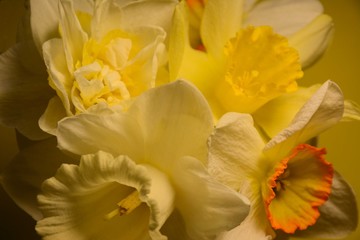 Bouquet of beautiful daffodils of different varieties close-up on a yellow background