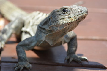 Curious lizard
