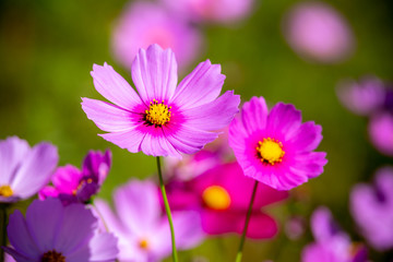 Obraz premium コスモス畑 秋のイメージ