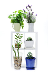 Indoor Plants on Wooden Shelf