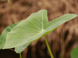 Dish leafs is also called as saru patr