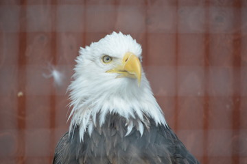 american bald eagle