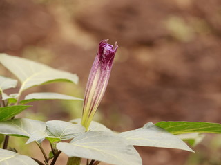 daturas flower