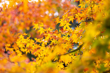 紅葉　秋のイメージ
