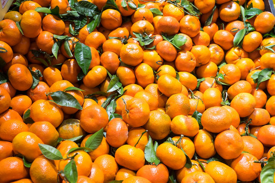 Mandarins or satsumas on display with leaves