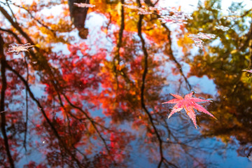 落葉と水面　秋のイメージ