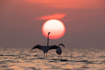 Greater Flamingo raising its wings against dramatic sunrise at Asker coast, Bahrain