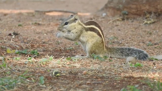 Closeup Indian Gray Squirrel eating fallen seed ground with long tail, With isolated green grass background in forest. Amazing view of the predator searching for food. Indian palm squirrel (Funambulu
