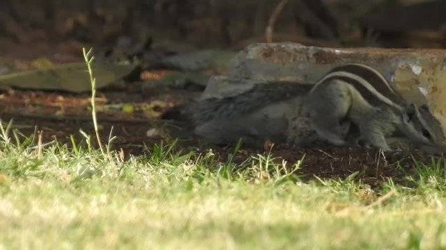 Closeup Indian Gray Squirrel eating fallen seed ground with long tail, With isolated green grass background in forest. Amazing view of the predator searching for food. Indian palm squirrel (Funambulu
