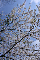 Cherry blossoms bloom in spring