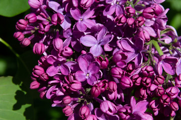Lilac flower pink spring background.