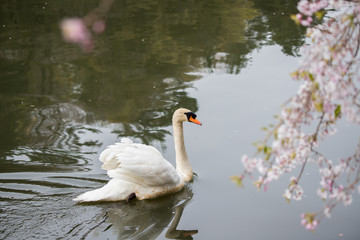 Naklejka na ściany i meble 水面にいる綺麗な白鳥と満開の桜の花