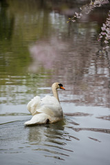 水面にいる綺麗な白鳥