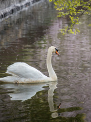 水面にいる綺麗な白鳥