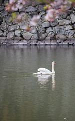 水面にいる綺麗な白鳥と満開の桜の花