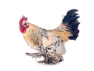 booted bantam in studio