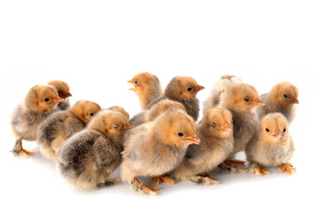 chicks in studio