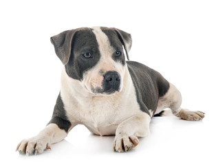 staffordshire bull terrier