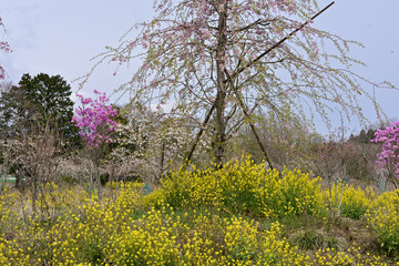 Fototapeta premium I want Spring to come soon!